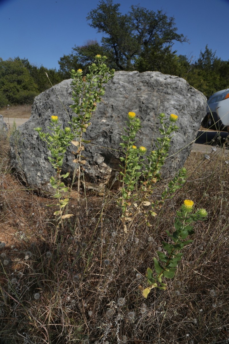 Curlytop Gumweed photo 3