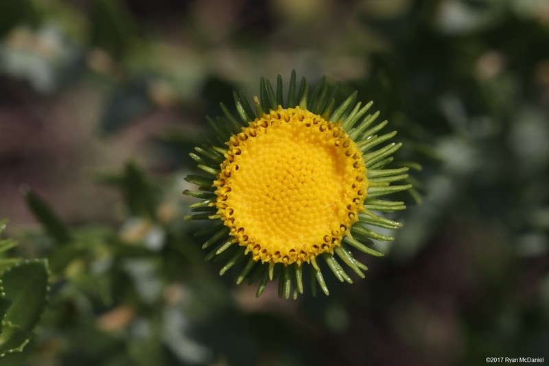 Curlytop Gumweed photo 4