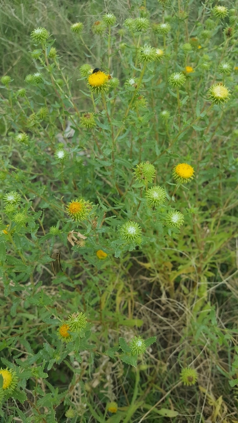Curlytop Gumweed photo 5