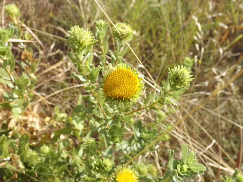 Curlytop Gumweed photo 6