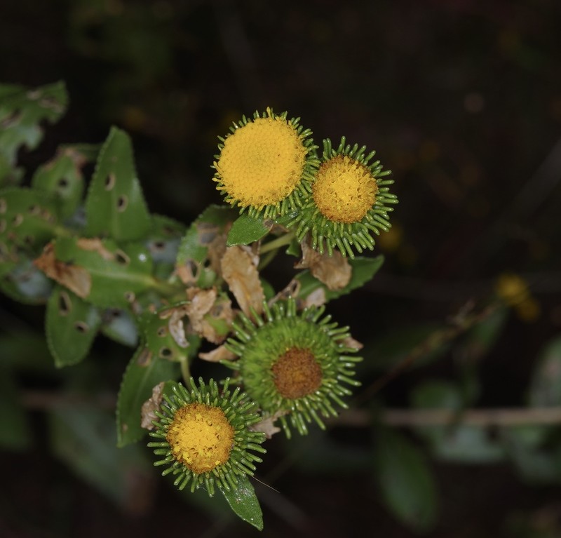 Curlytop Gumweed photo 7
