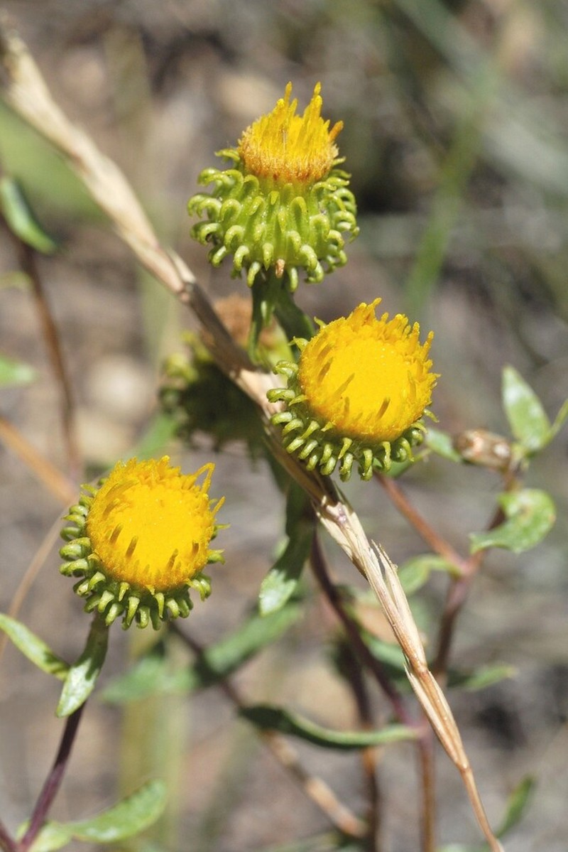 Curlytop Gumweed photo 8