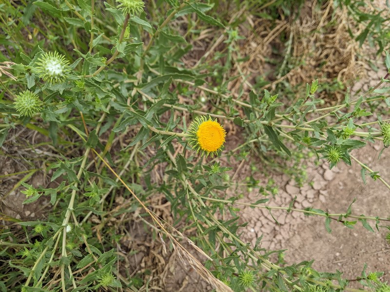 Grindelia nuda var. aphanactis