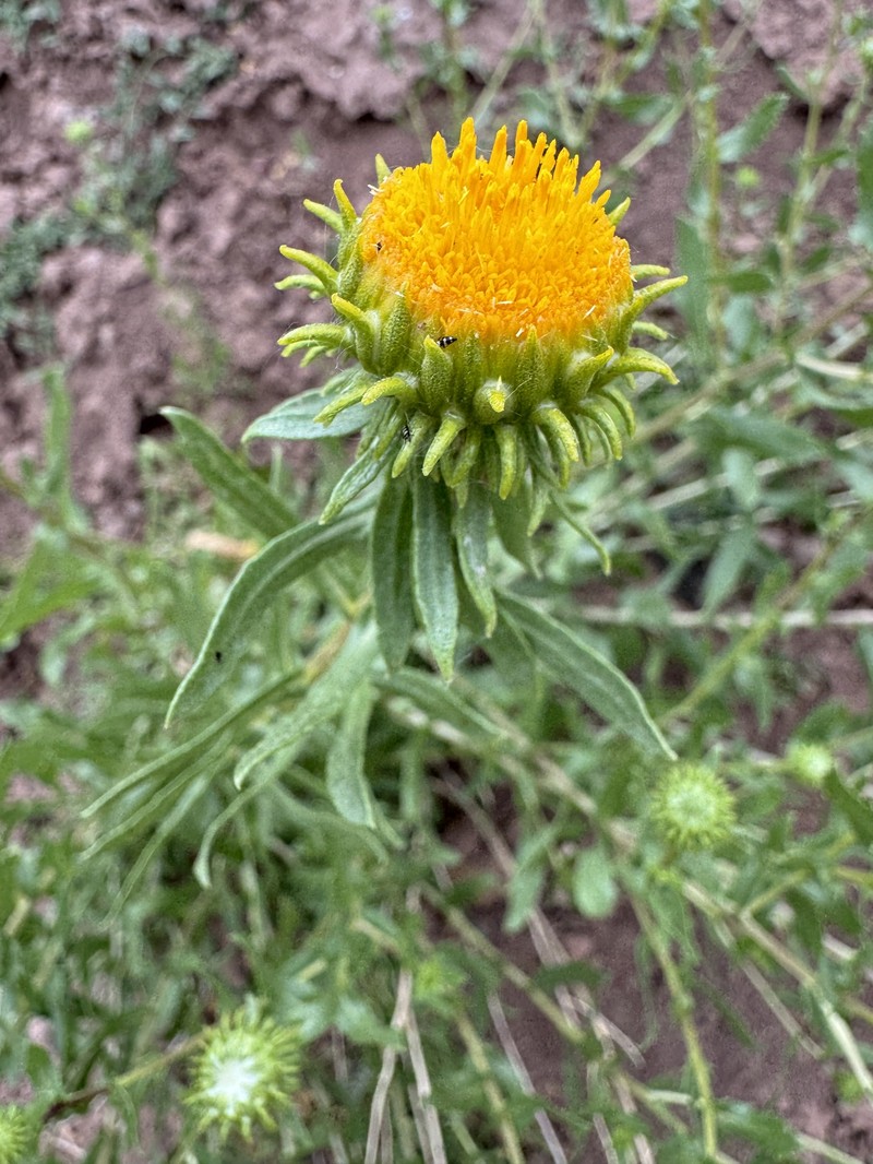 Grindelia nuda var. aphanactis photo 2