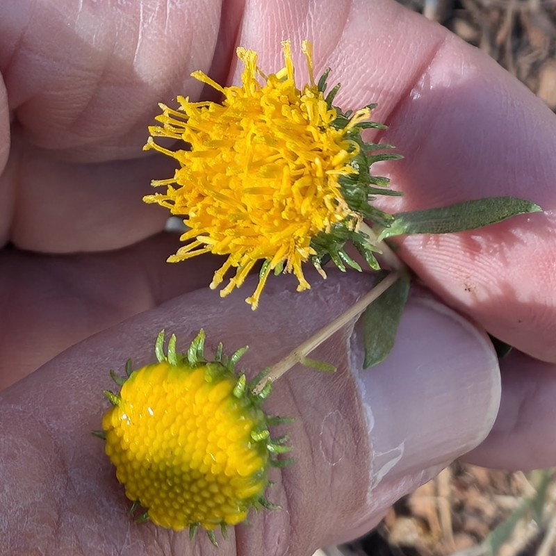 Grindelia nuda var. aphanactis photo 3