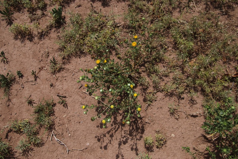 Grindelia nuda var. aphanactis photo 4