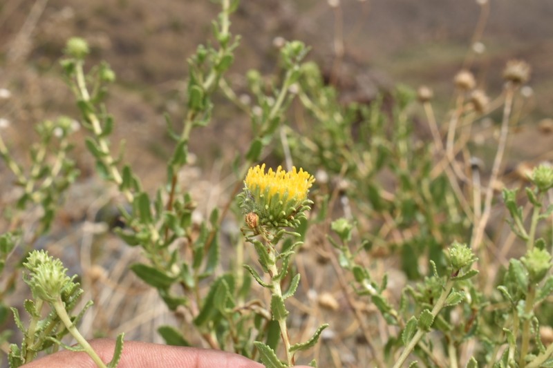 Grindelia nuda var. aphanactis photo 5