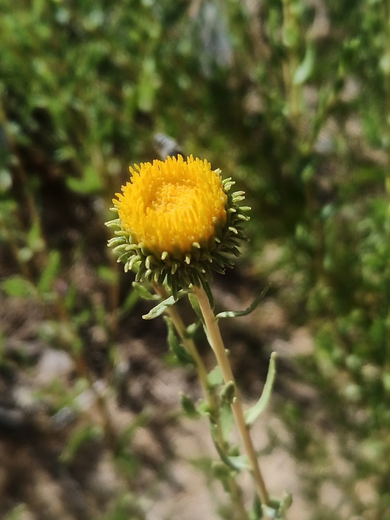Grindelia nuda var. aphanactis photo 6