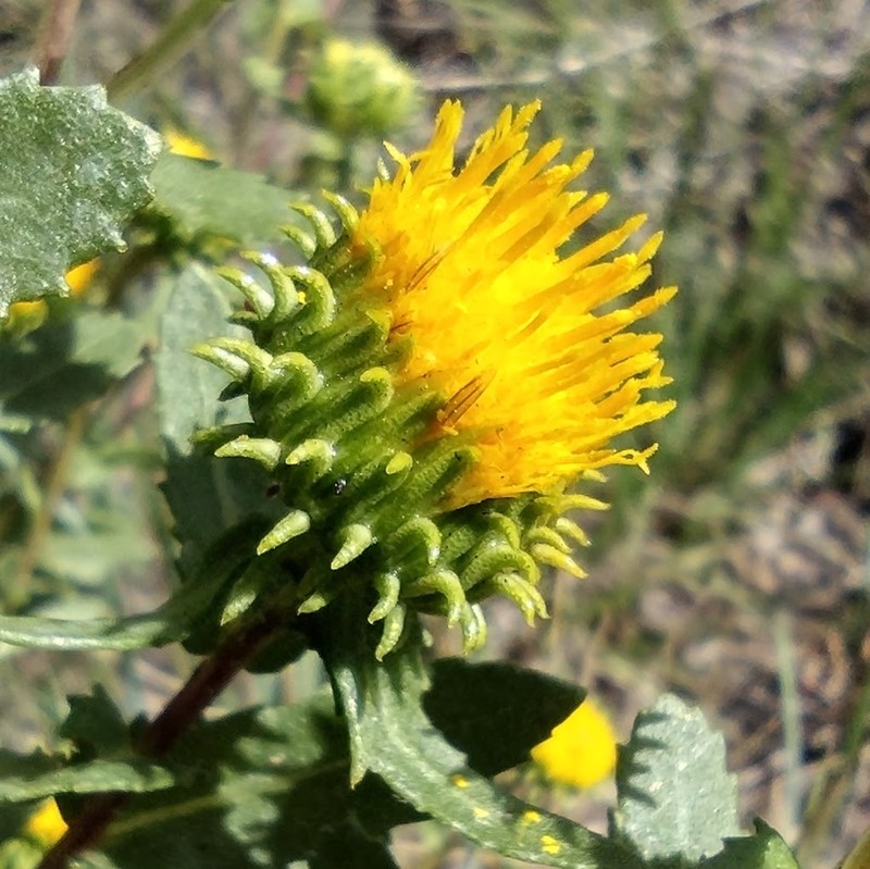 Grindelia nuda var. aphanactis photo 7