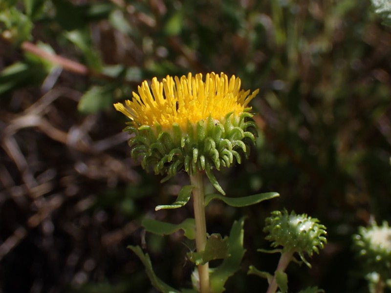 Grindelia nuda var. aphanactis photo 8