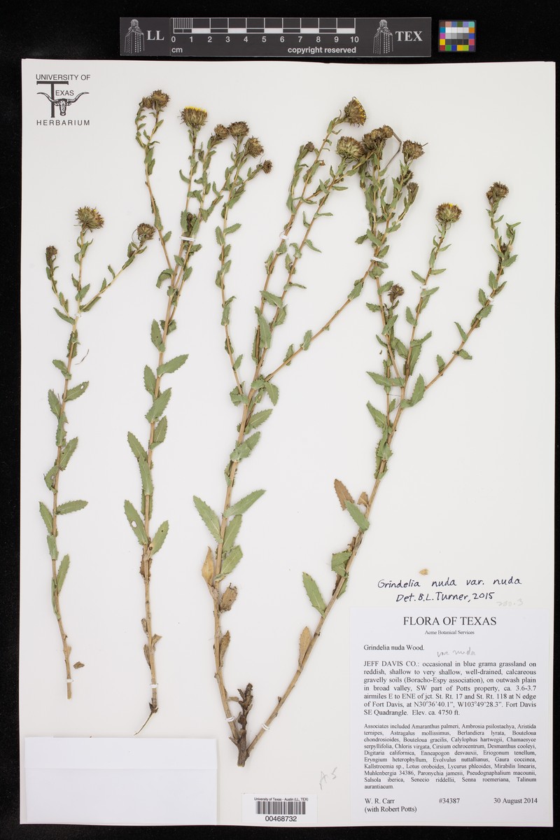 Grindelia nuda var. nuda