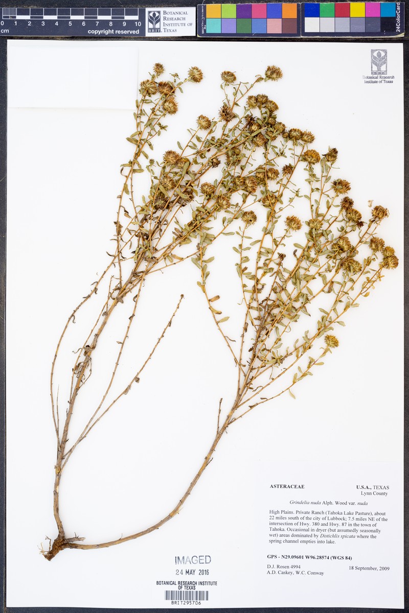 Grindelia nuda var. nuda photo 2