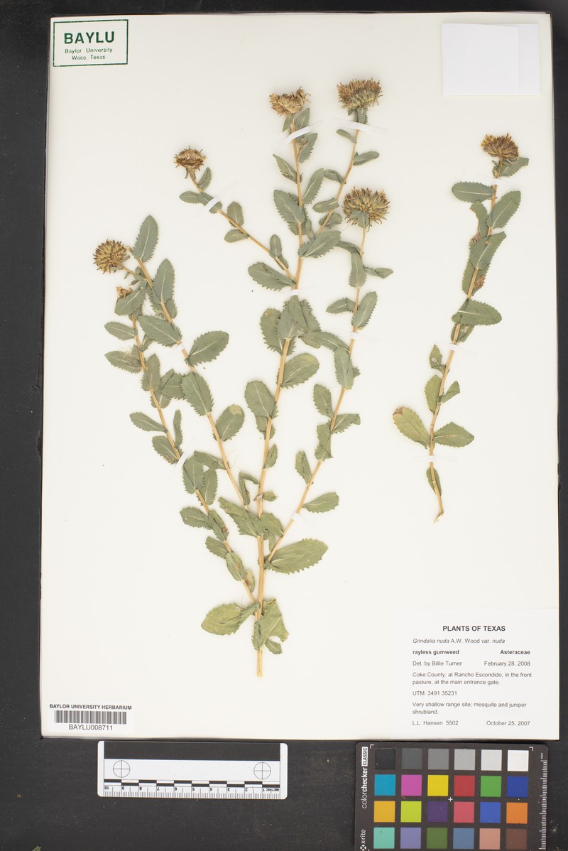 Grindelia nuda var. nuda photo 3