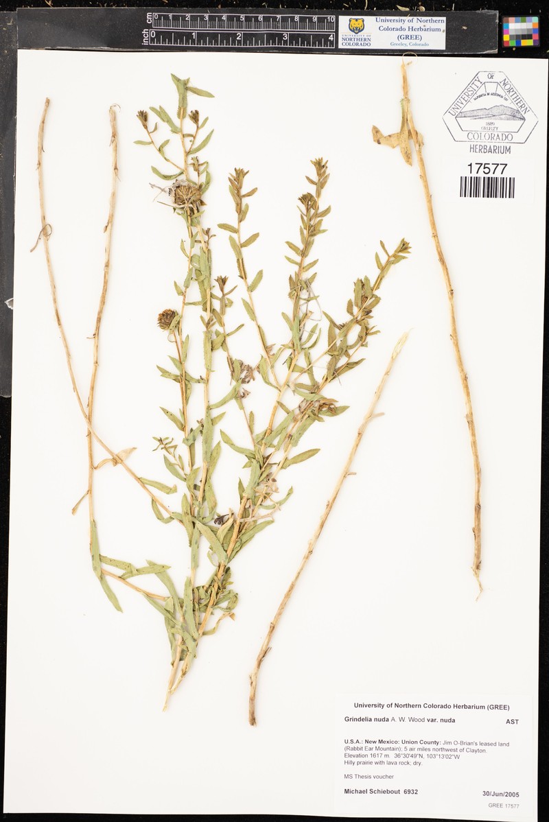 Grindelia nuda var. nuda photo 4