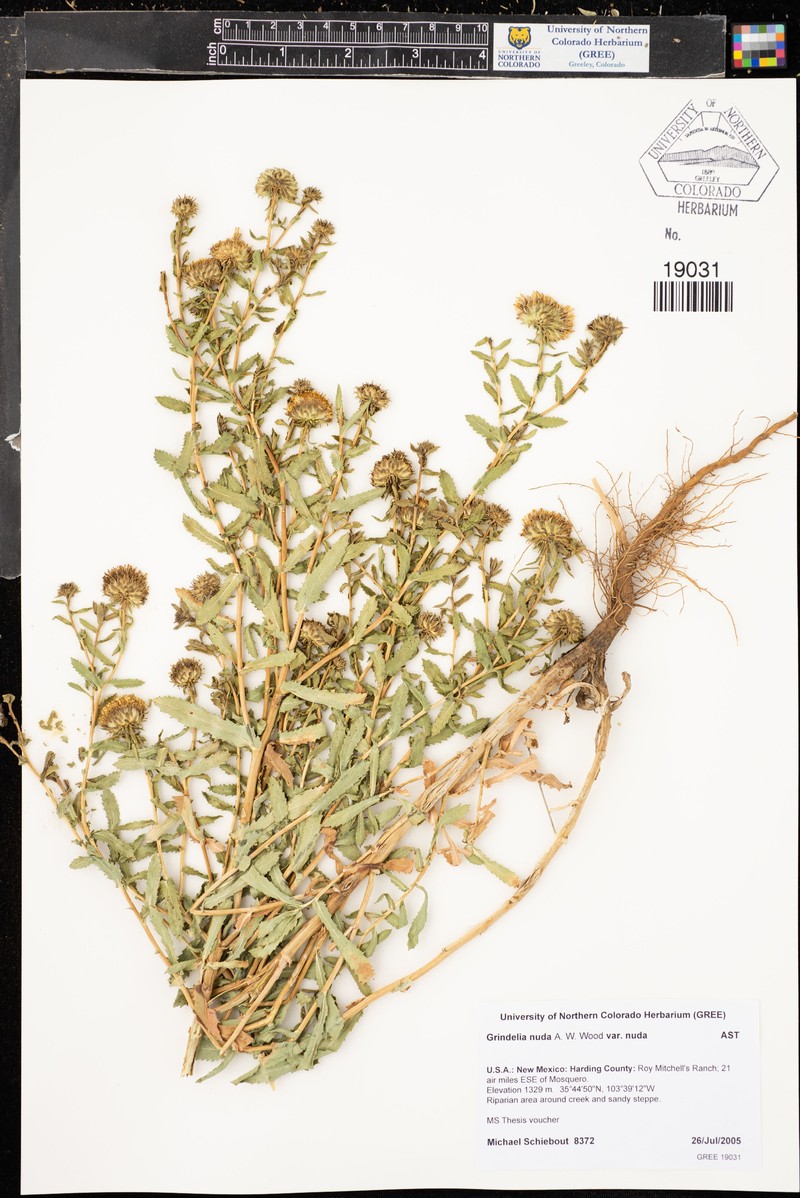 Grindelia nuda var. nuda photo 5