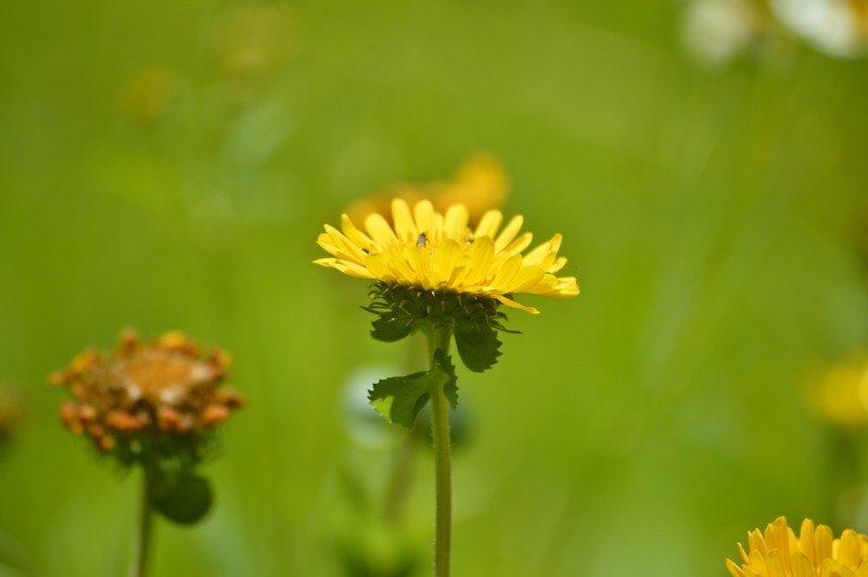 Grindelia oaxacana photo 2