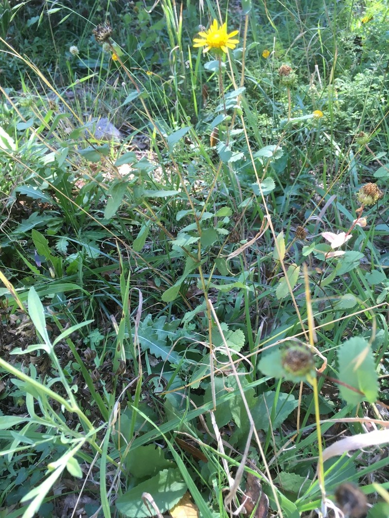 Grindelia obovatifolia