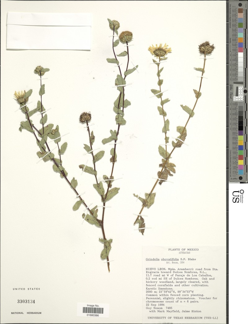 Grindelia obovatifolia photo 2