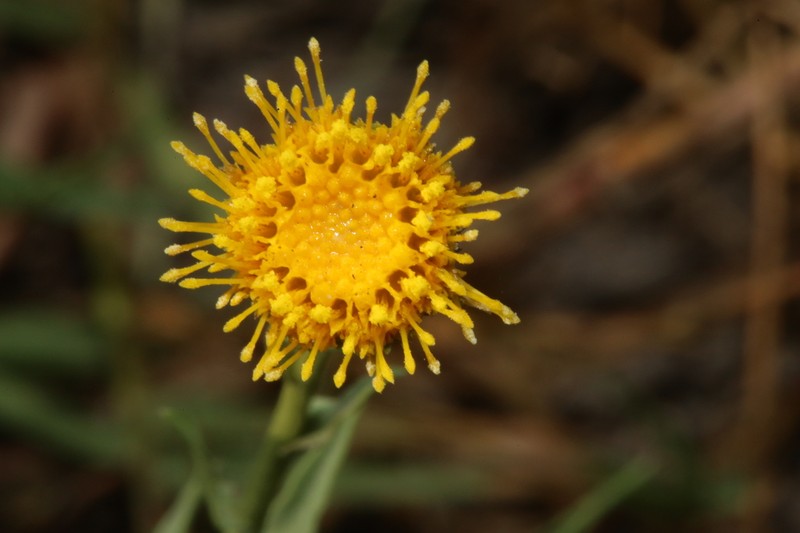 Plains Gumweed photo 2