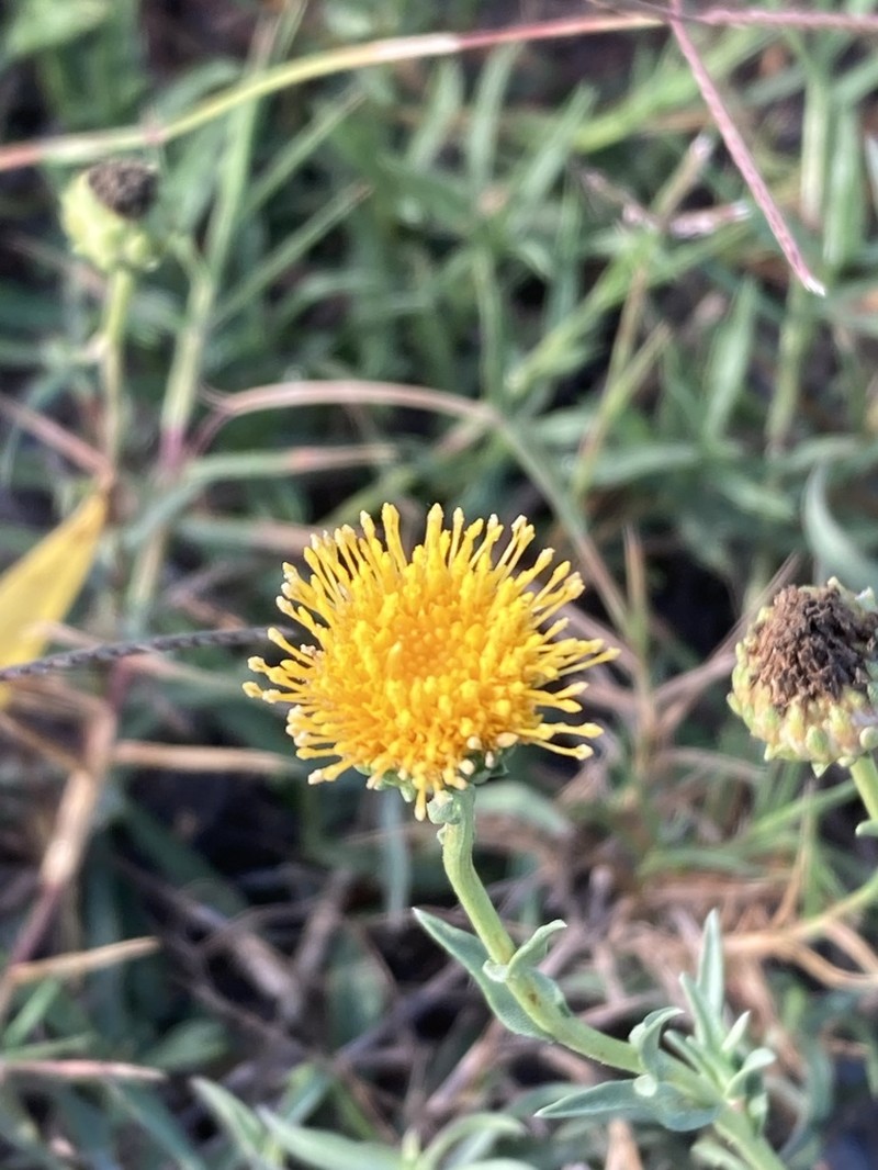 Plains Gumweed photo 4