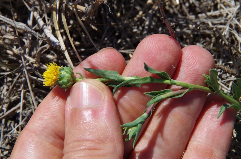 Plains Gumweed photo 5