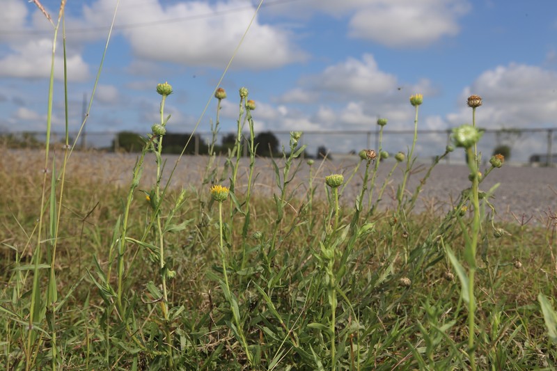 Plains Gumweed photo 6