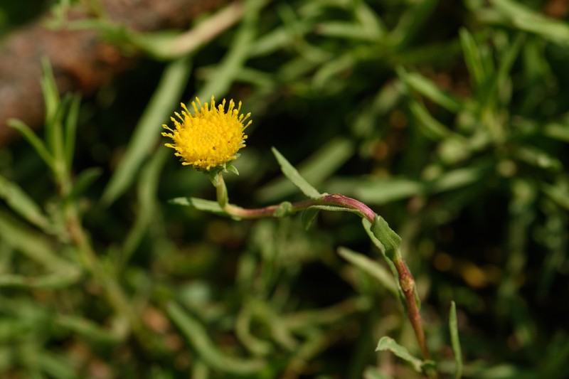 Plains Gumweed photo 7