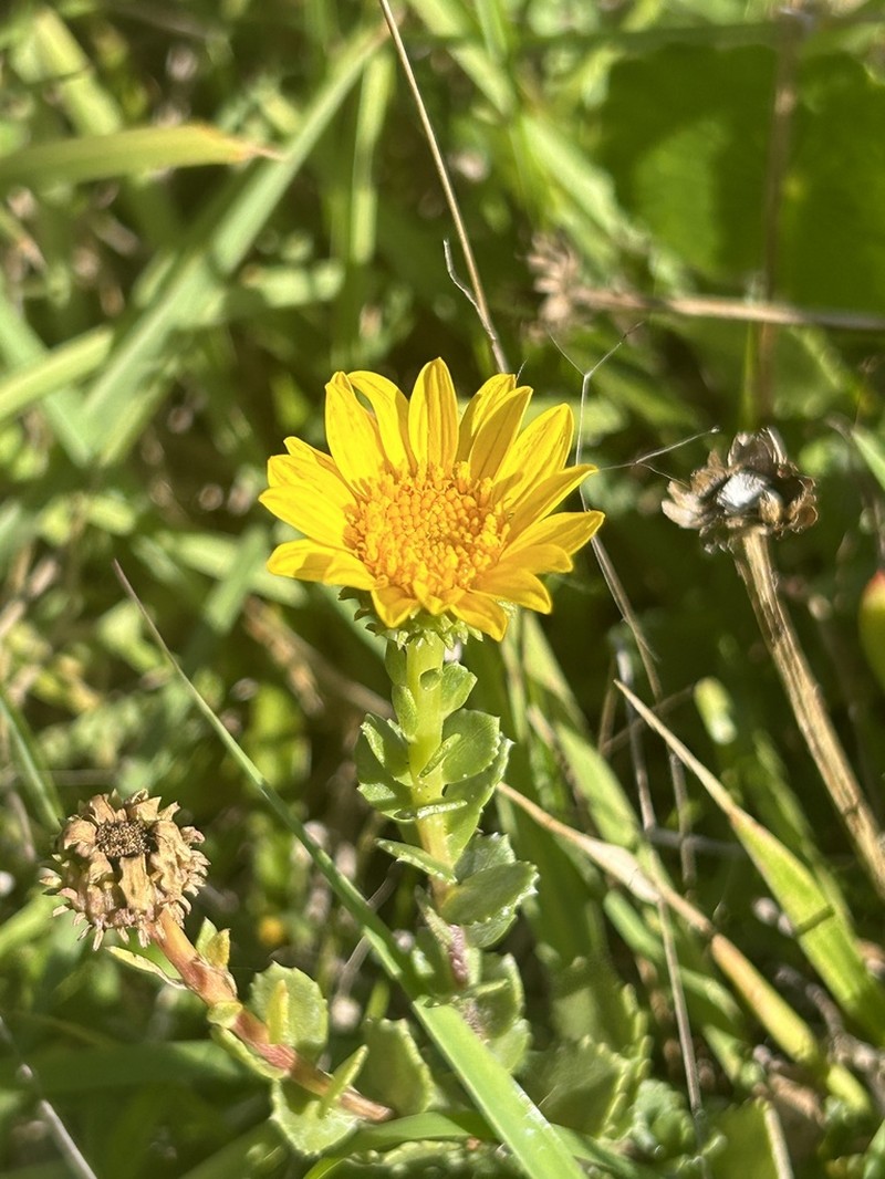 Grindelia orientalis photo 2