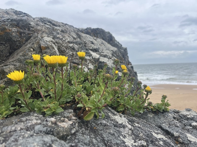 Grindelia orientalis photo 3