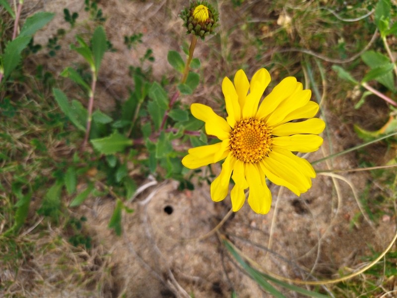 Grindelia orientalis photo 4