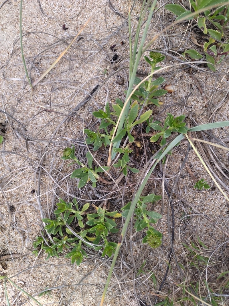 Grindelia orientalis photo 5
