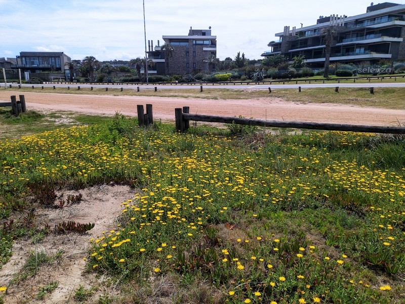 Grindelia orientalis photo 6