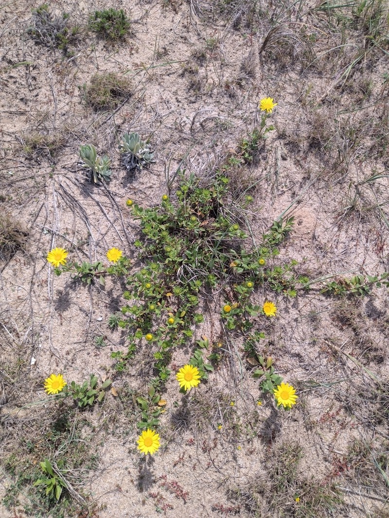 Grindelia orientalis photo 8