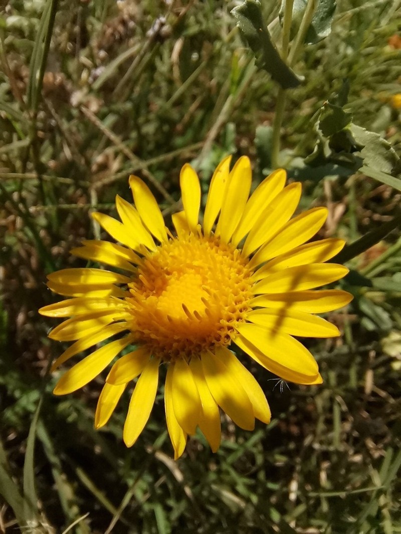 Mexican Gumweed
