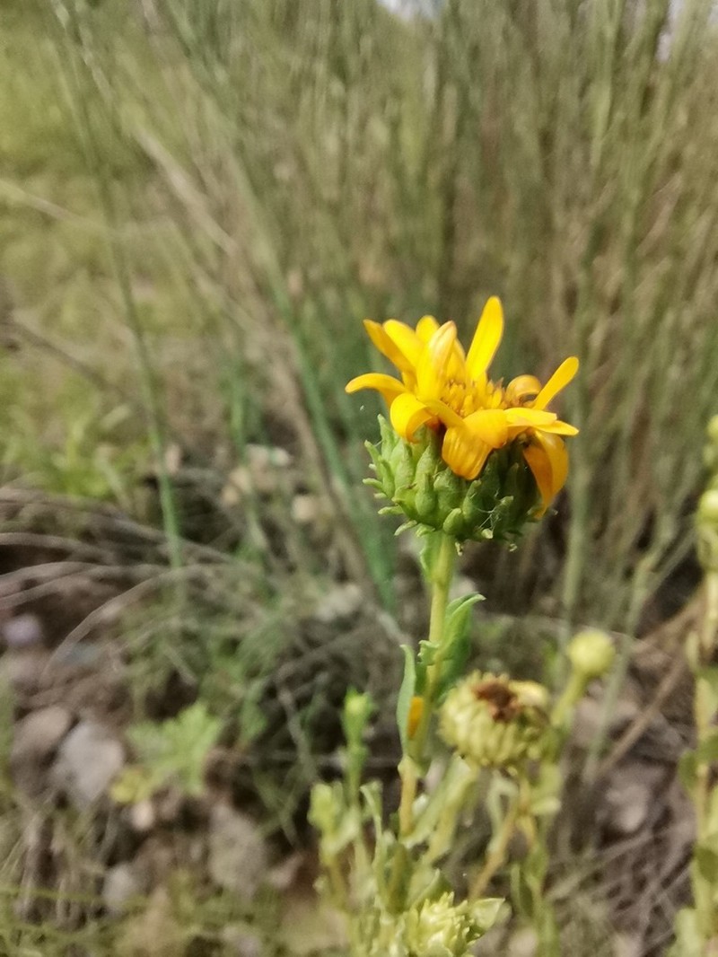 Mexican Gumweed photo 2