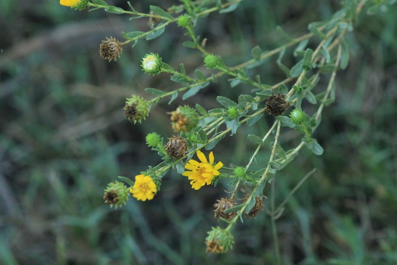 Mexican Gumweed photo 3
