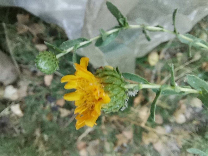 Mexican Gumweed photo 4