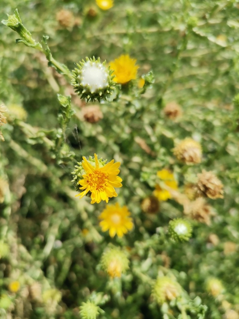 Mexican Gumweed photo 5