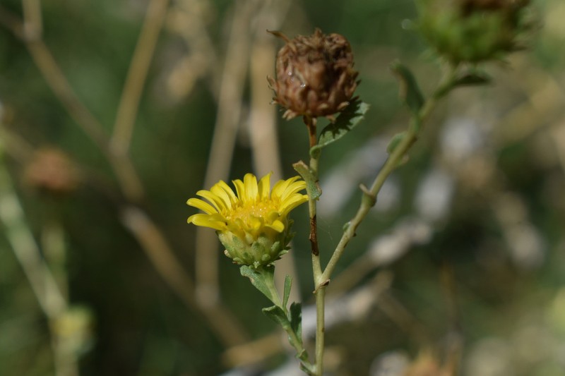 Mexican Gumweed photo 6