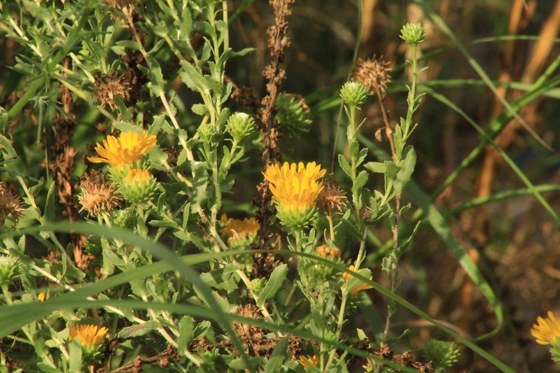 Mexican Gumweed photo 7