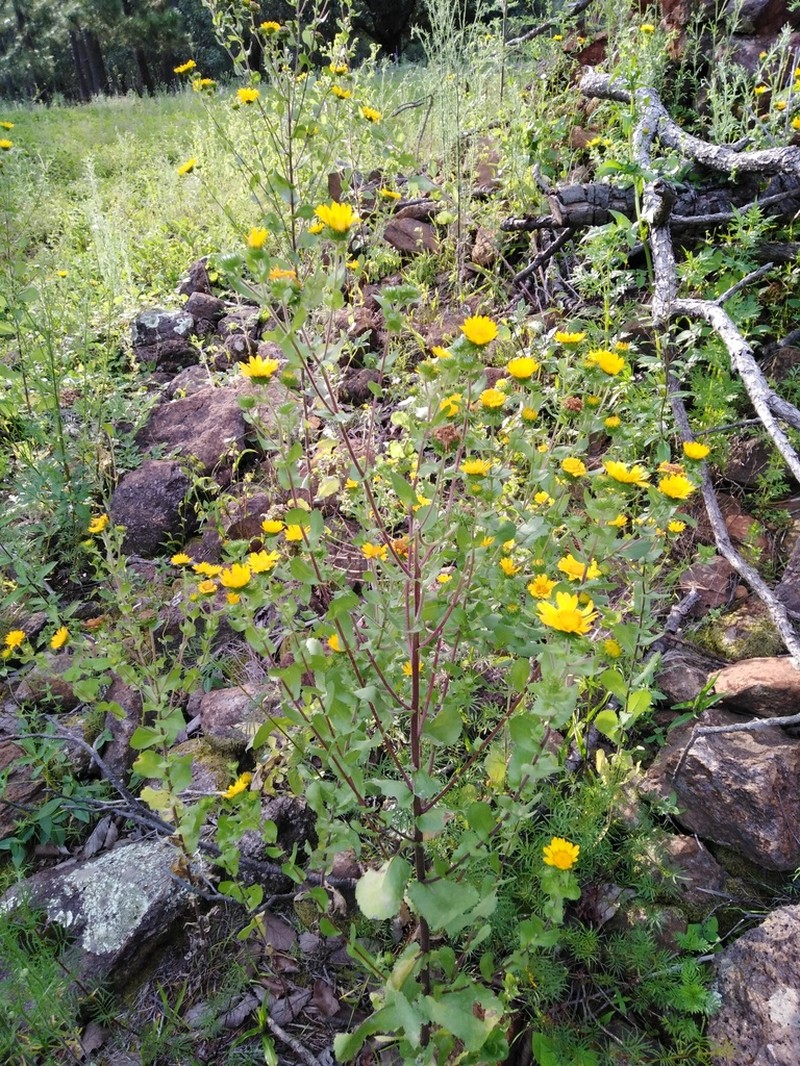 Mexican Gumweed photo 8
