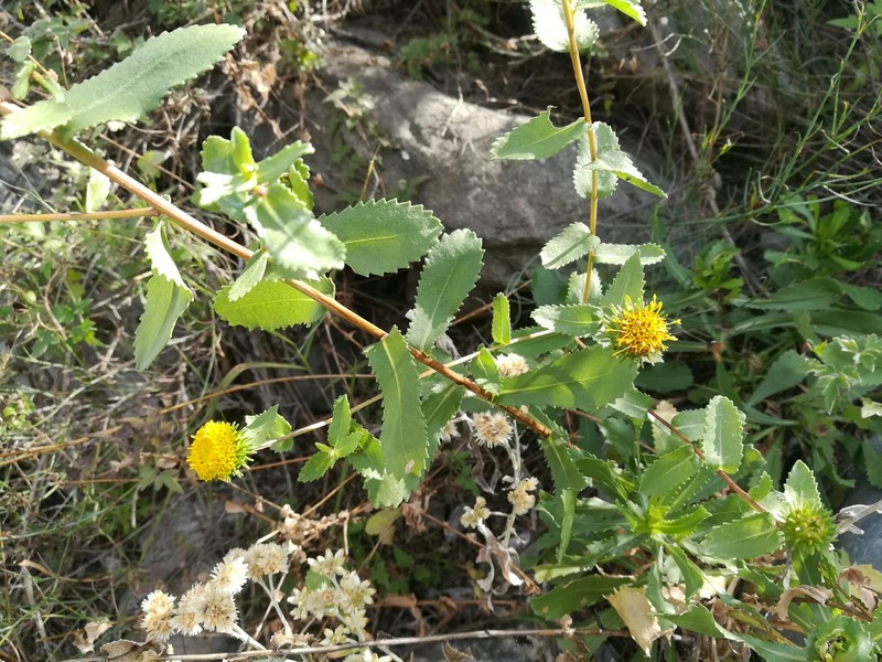 Grindelia oxylepis var. eligulata