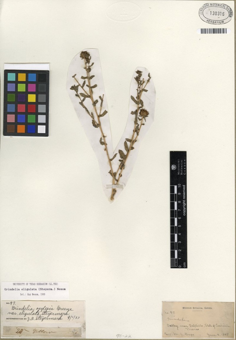 Grindelia oxylepis var. eligulata photo 2