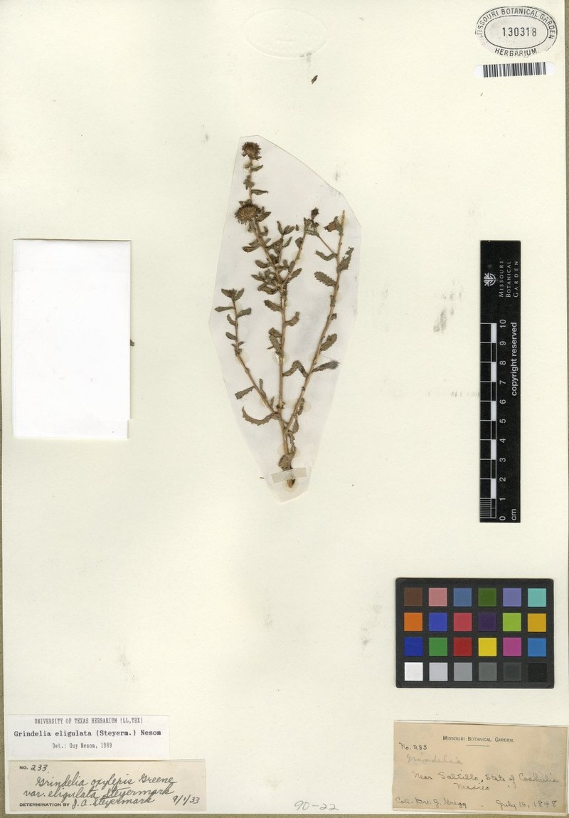 Grindelia oxylepis var. eligulata photo 3