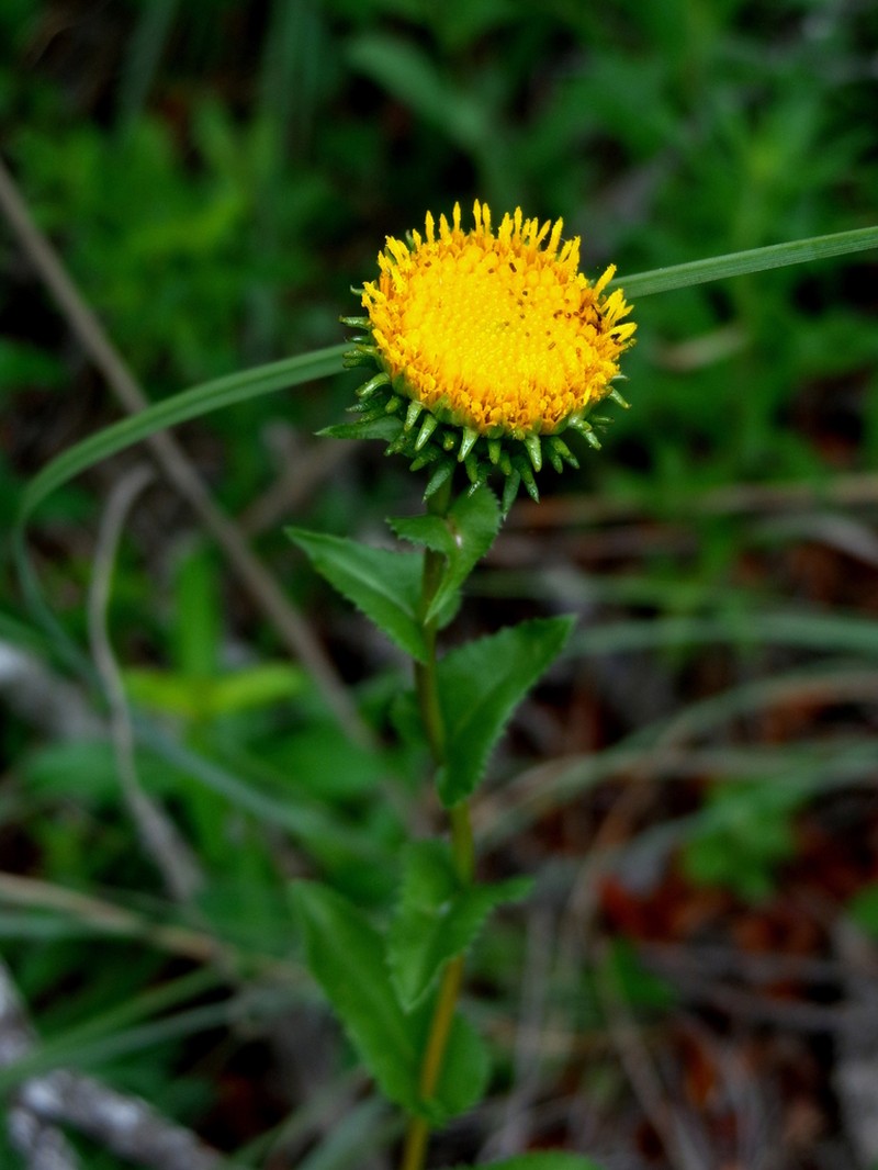 Grindelia palmeri