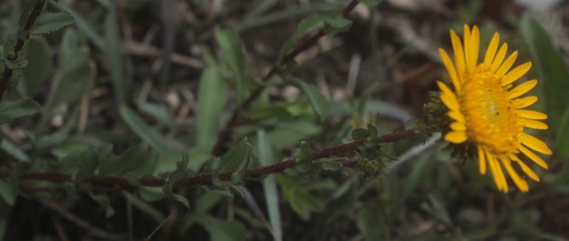 Grindelia palmeri photo 2