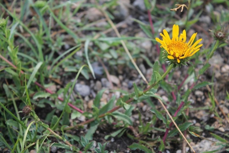 Grindelia palmeri photo 3