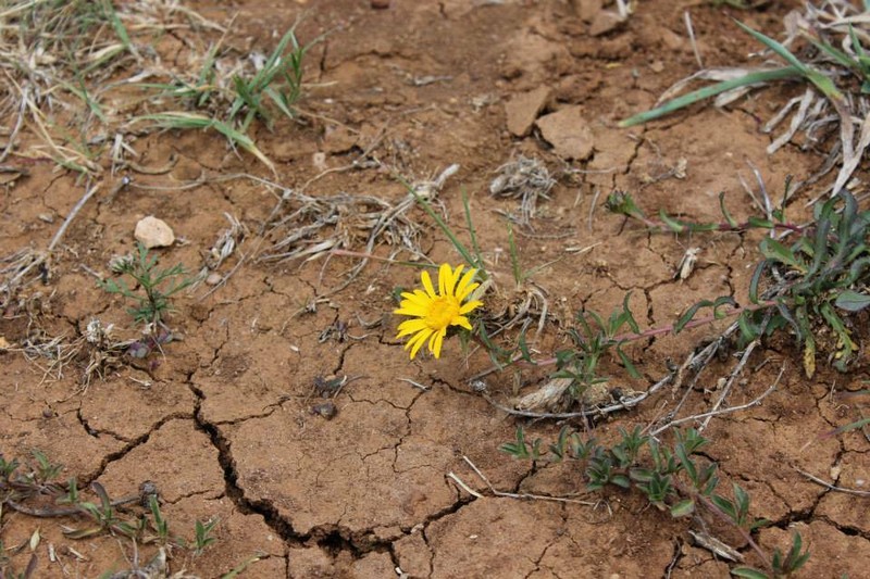 Grindelia palmeri photo 4