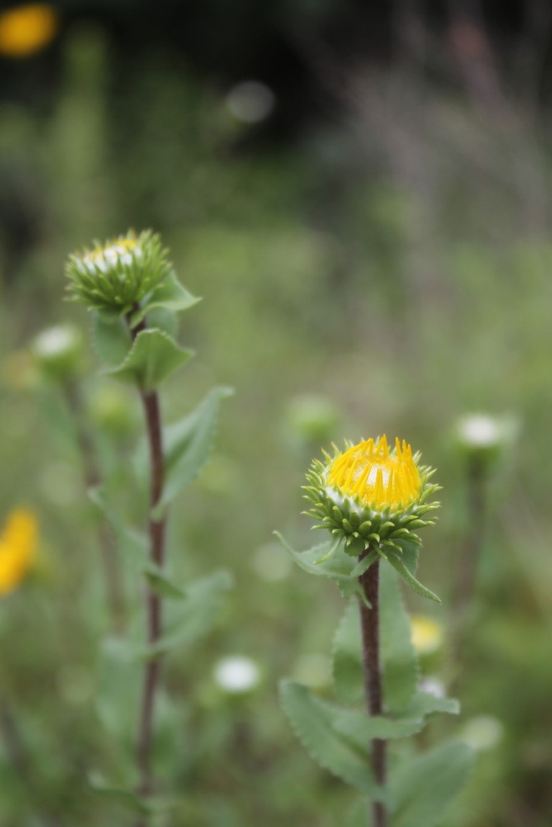 Grindelia palmeri photo 5