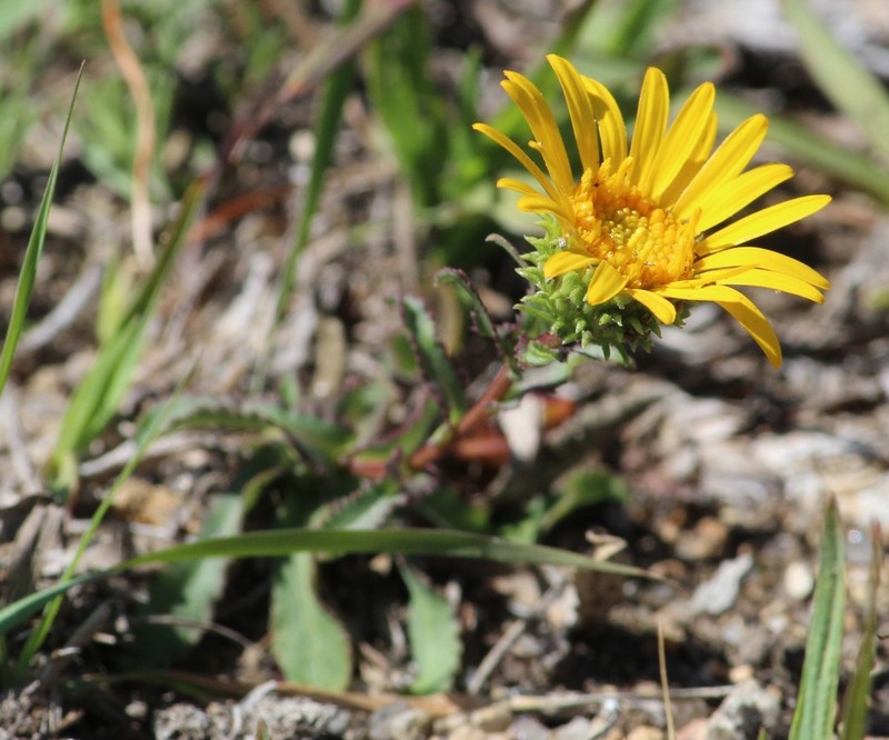 Grindelia palmeri photo 6